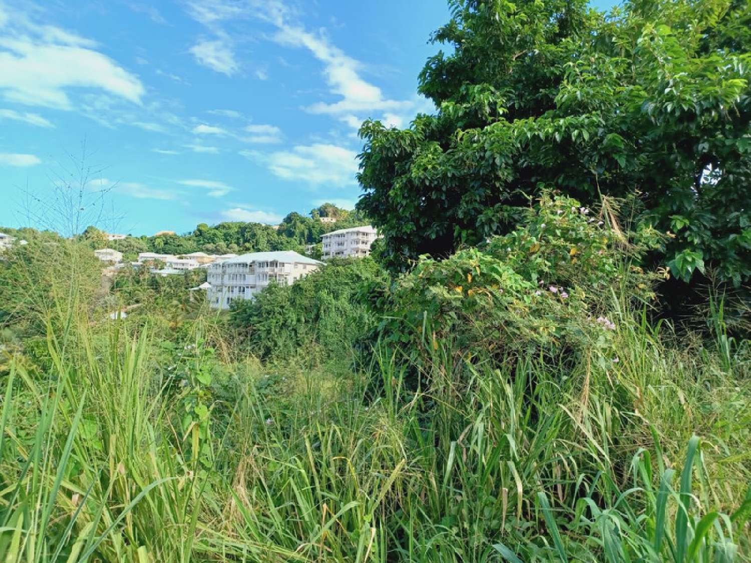  à vendre terrain La Trinité Martinique 5