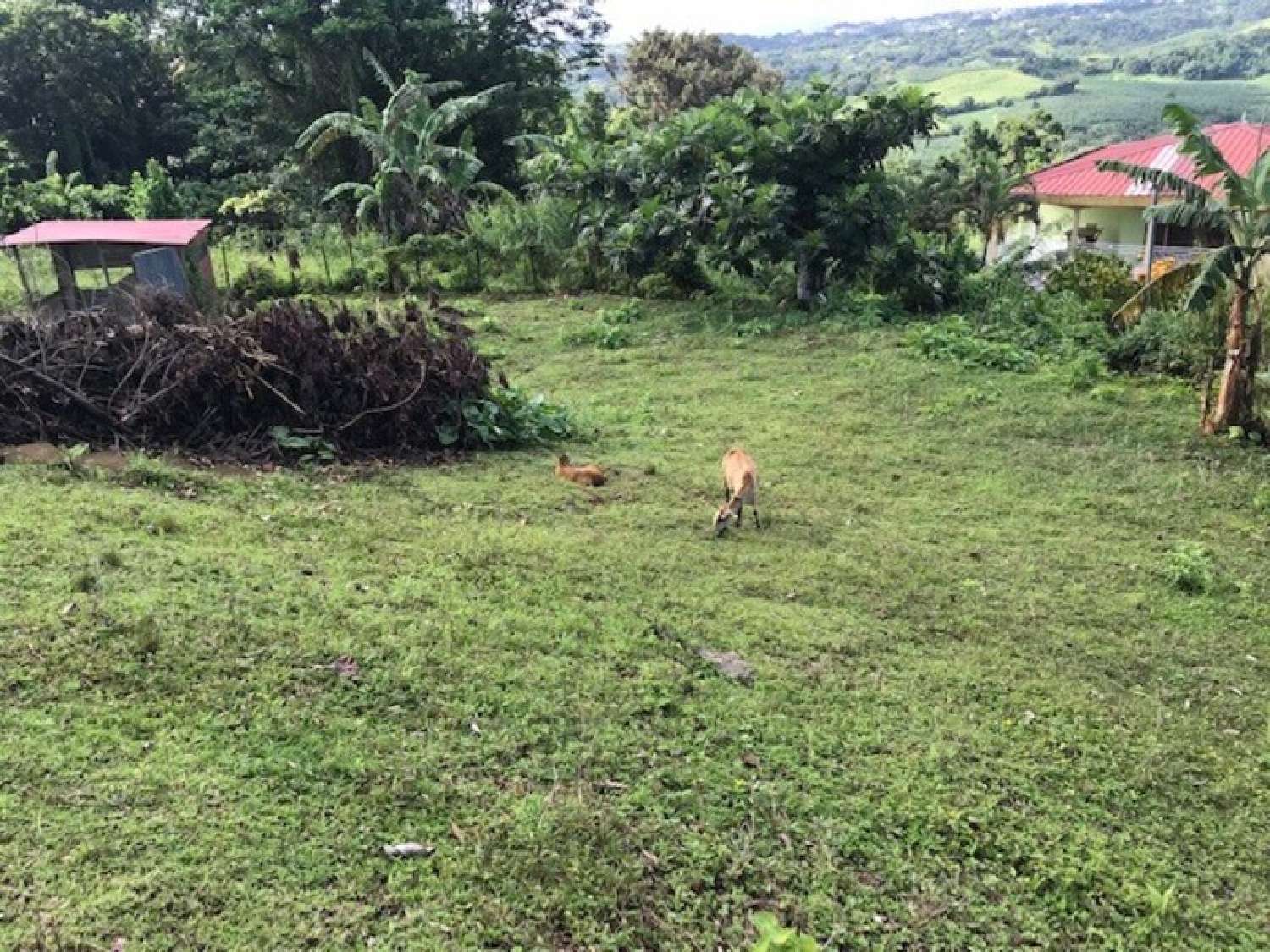  en venta terreno La Trinité Martinique 2