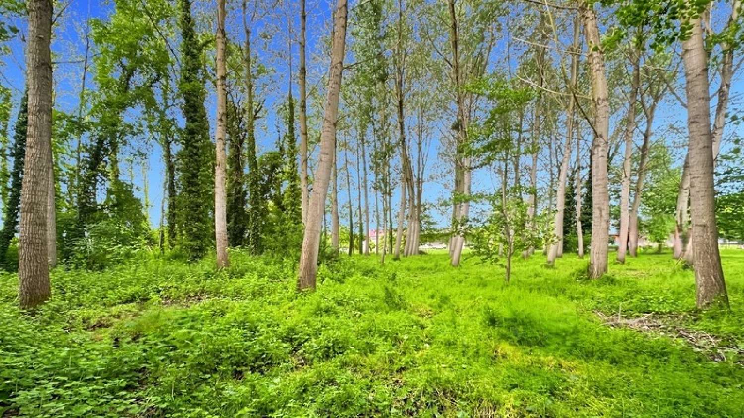 for sale terrain Laval-sur-Tourbe Marne 3