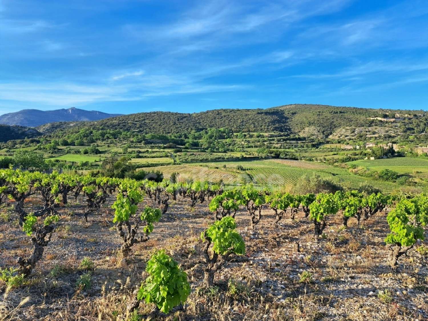 en venta terreno Montpeyroux Hérault 3