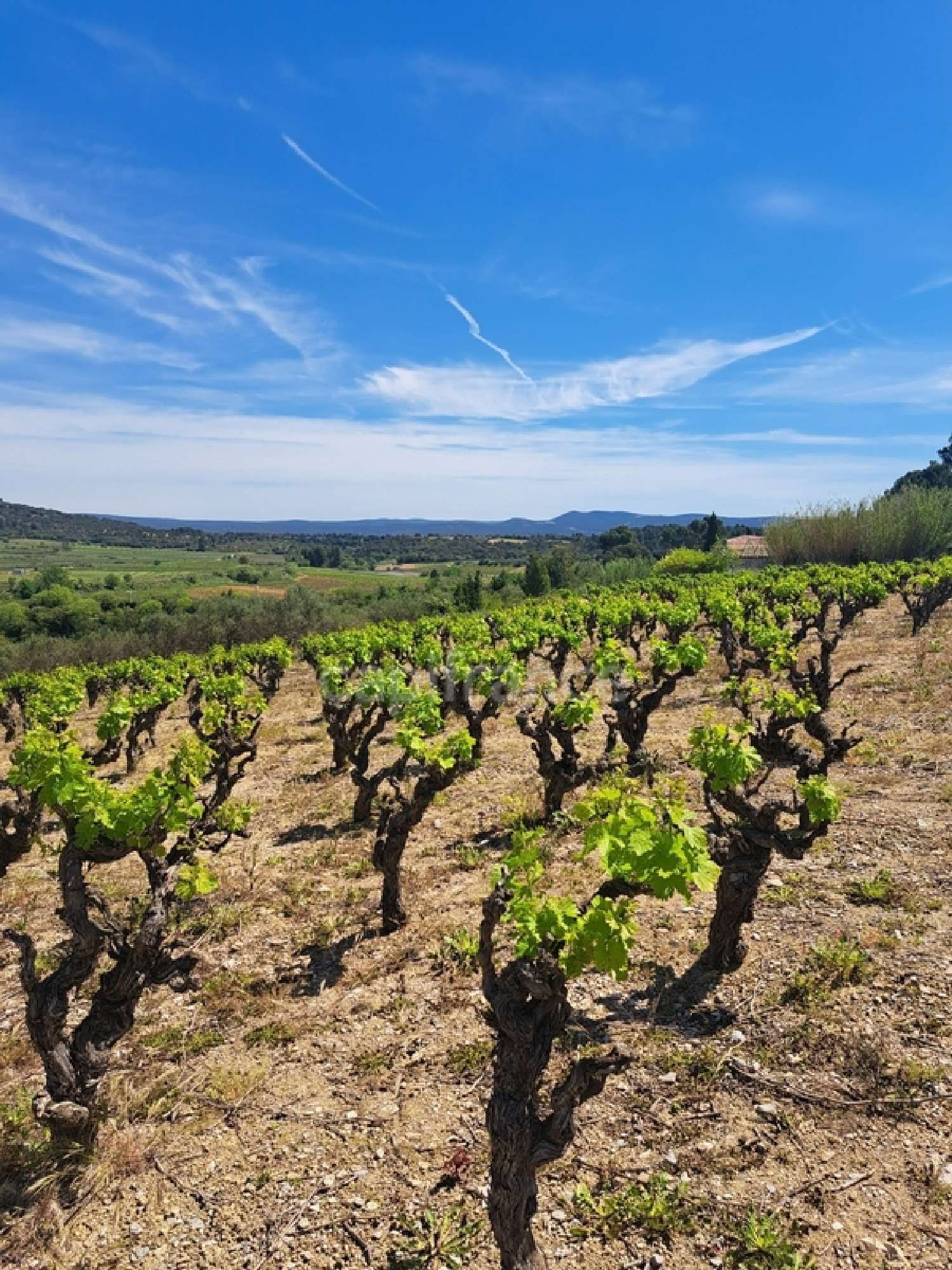 en venta terreno Montpeyroux Hérault 6