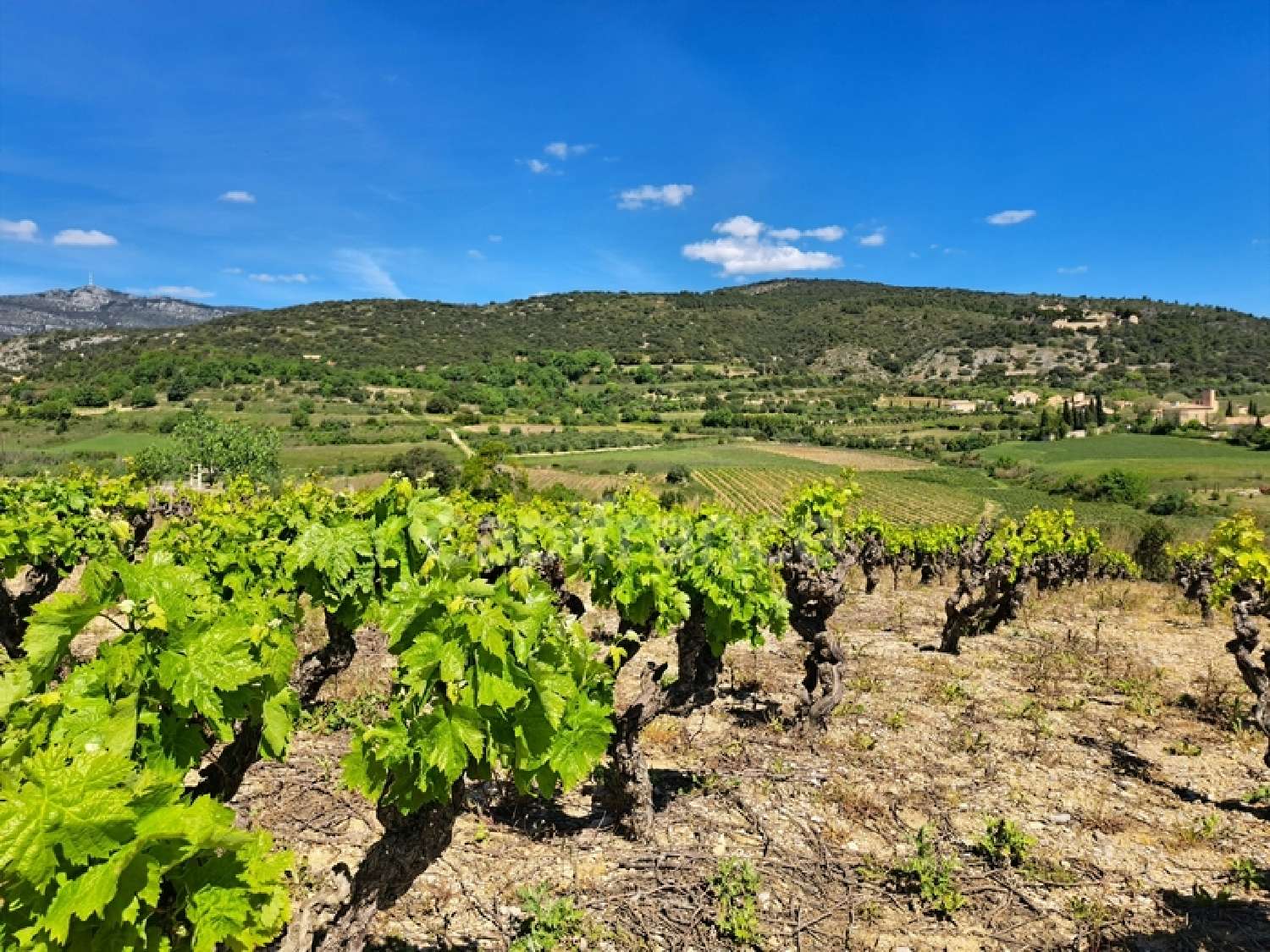 en venta terreno Montpeyroux Hérault 4