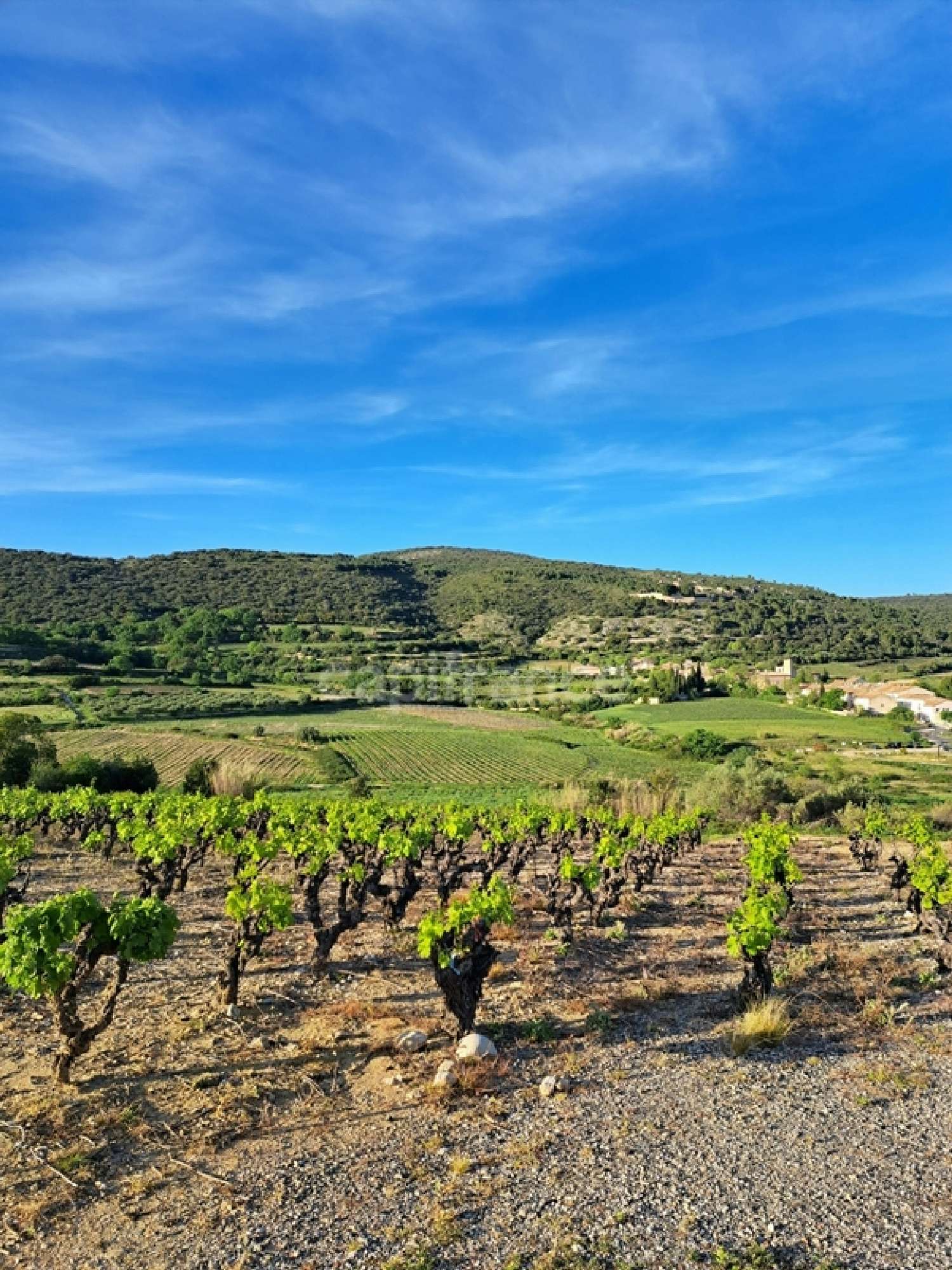 en venta terreno Montpeyroux Hérault 5