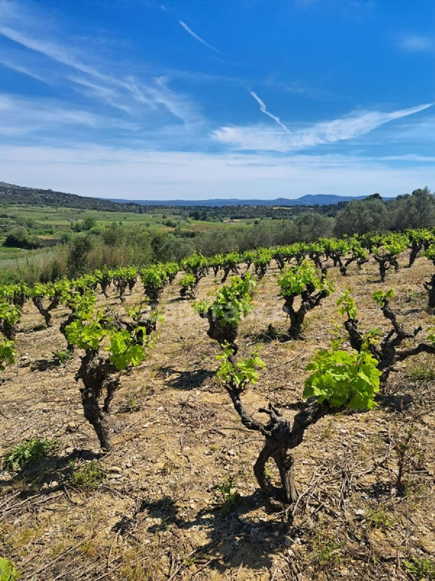 en venta terreno Montpeyroux Hérault 6