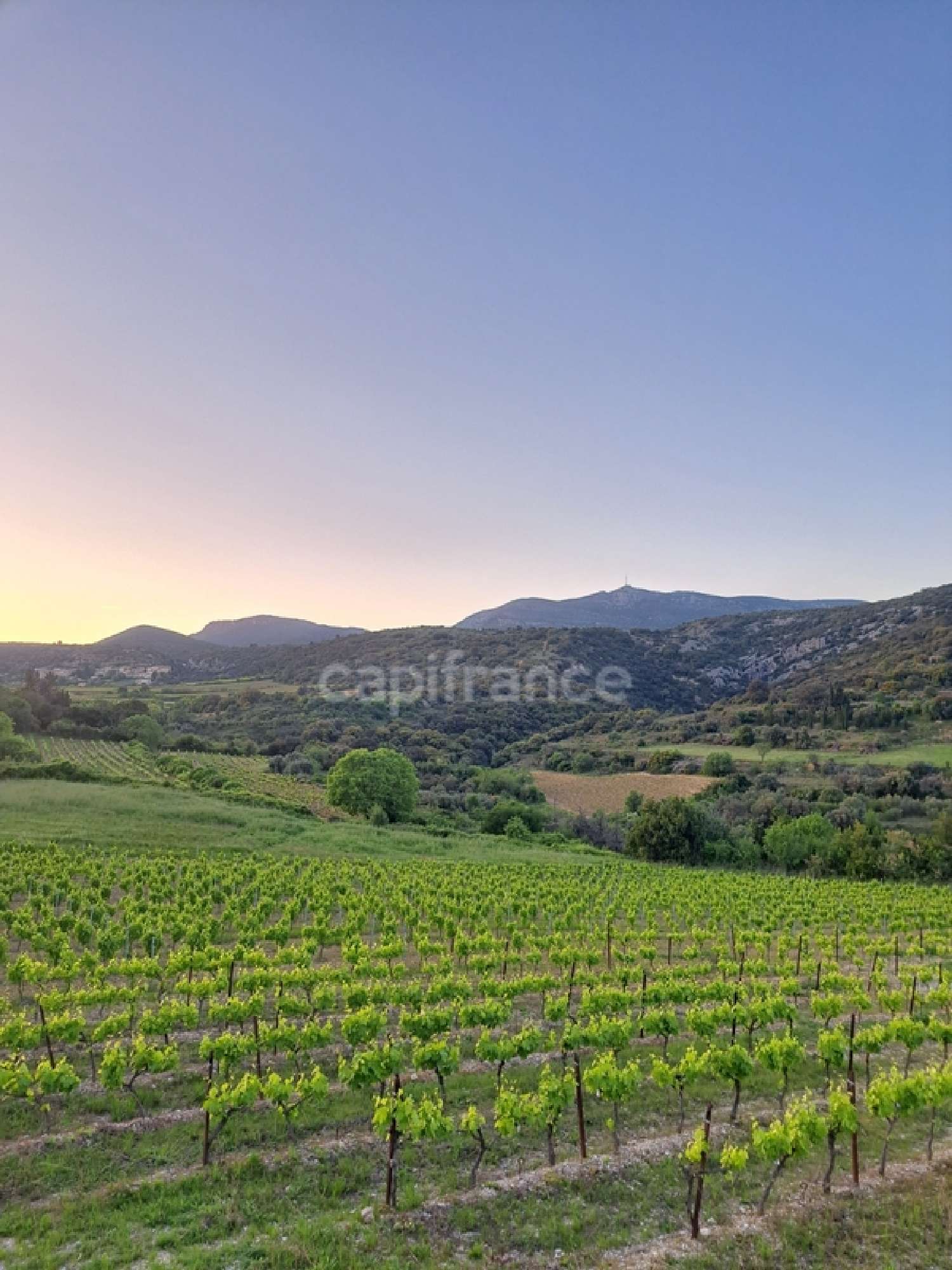 en venta terreno Montpeyroux Hérault 8