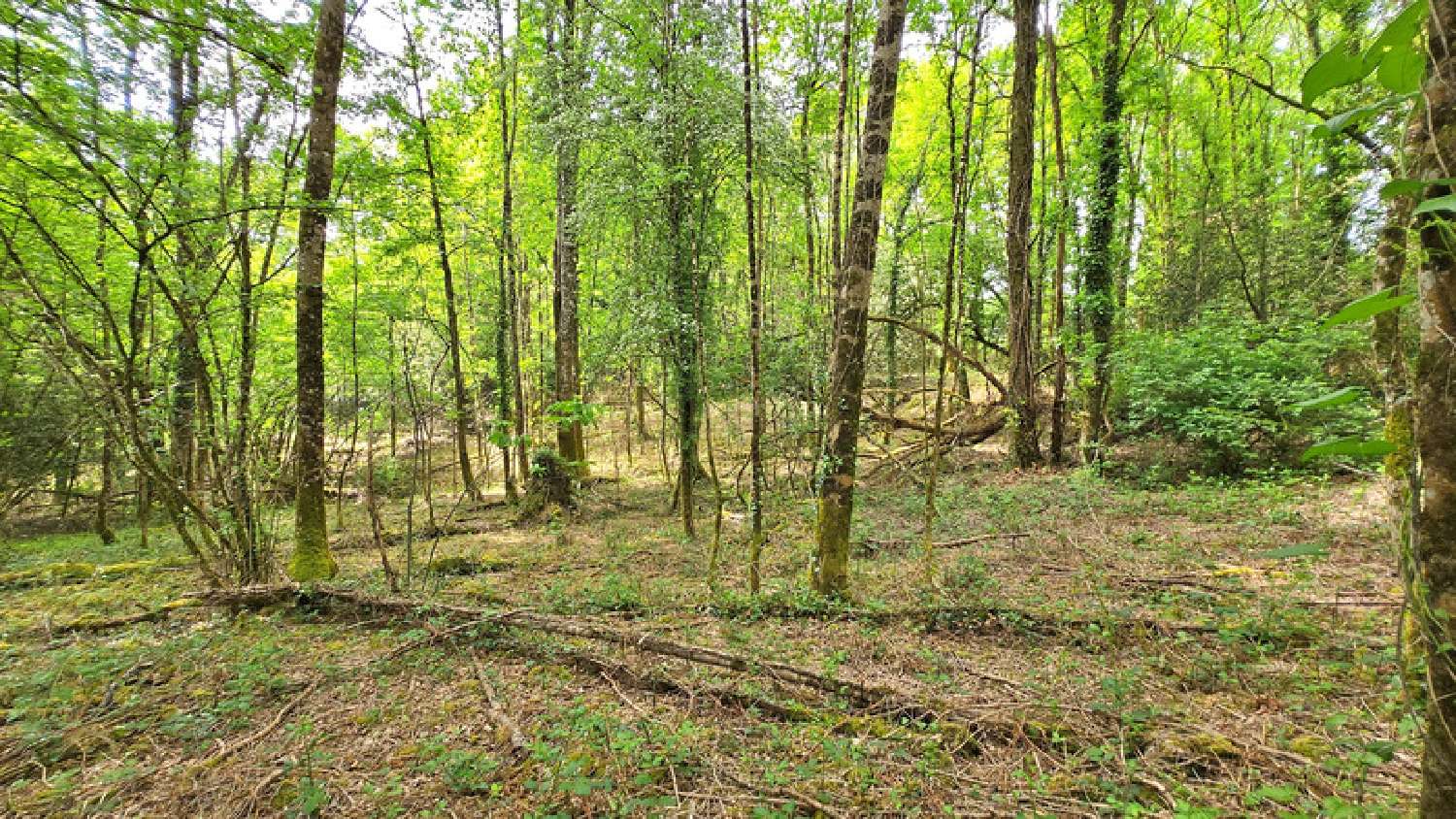  kaufen Grundstück Saint-Junien Haute-Vienne 4