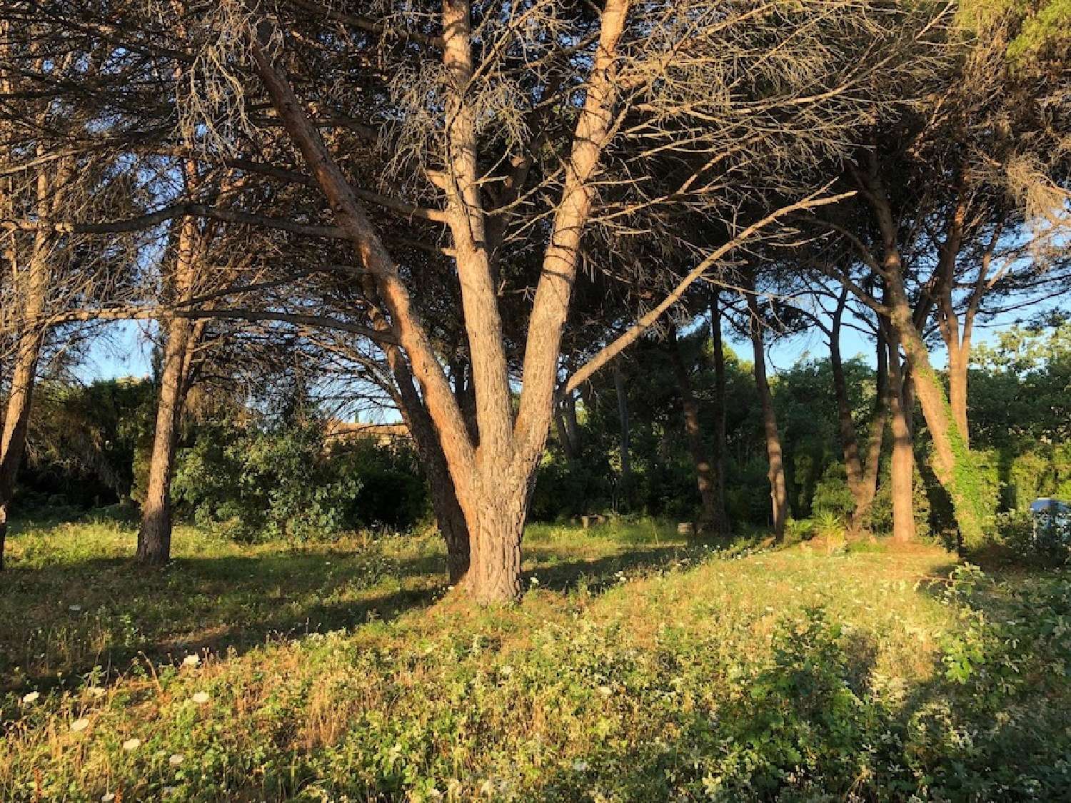  for sale terrain Saint-Tropez Var 3