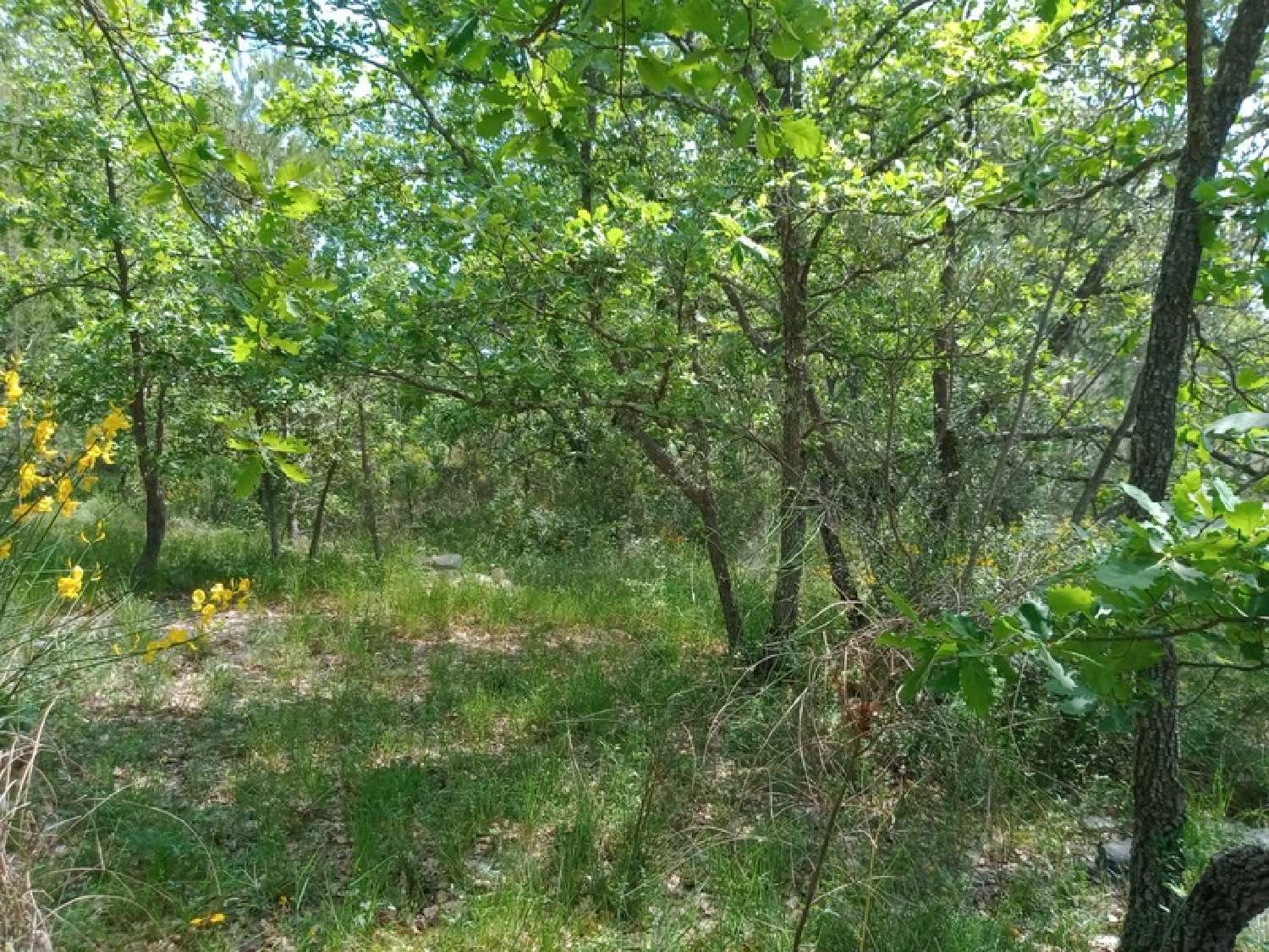  en venta terreno Trans-en-Provence Var 7