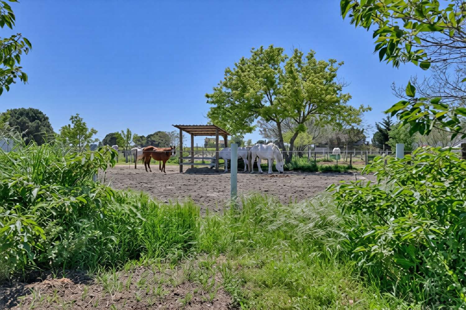  à vendre villa Aigues-Mortes Gard 2