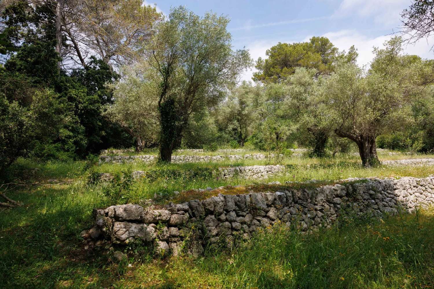 en venta villa La Colle-sur-Loup Alpes-Maritimes 4