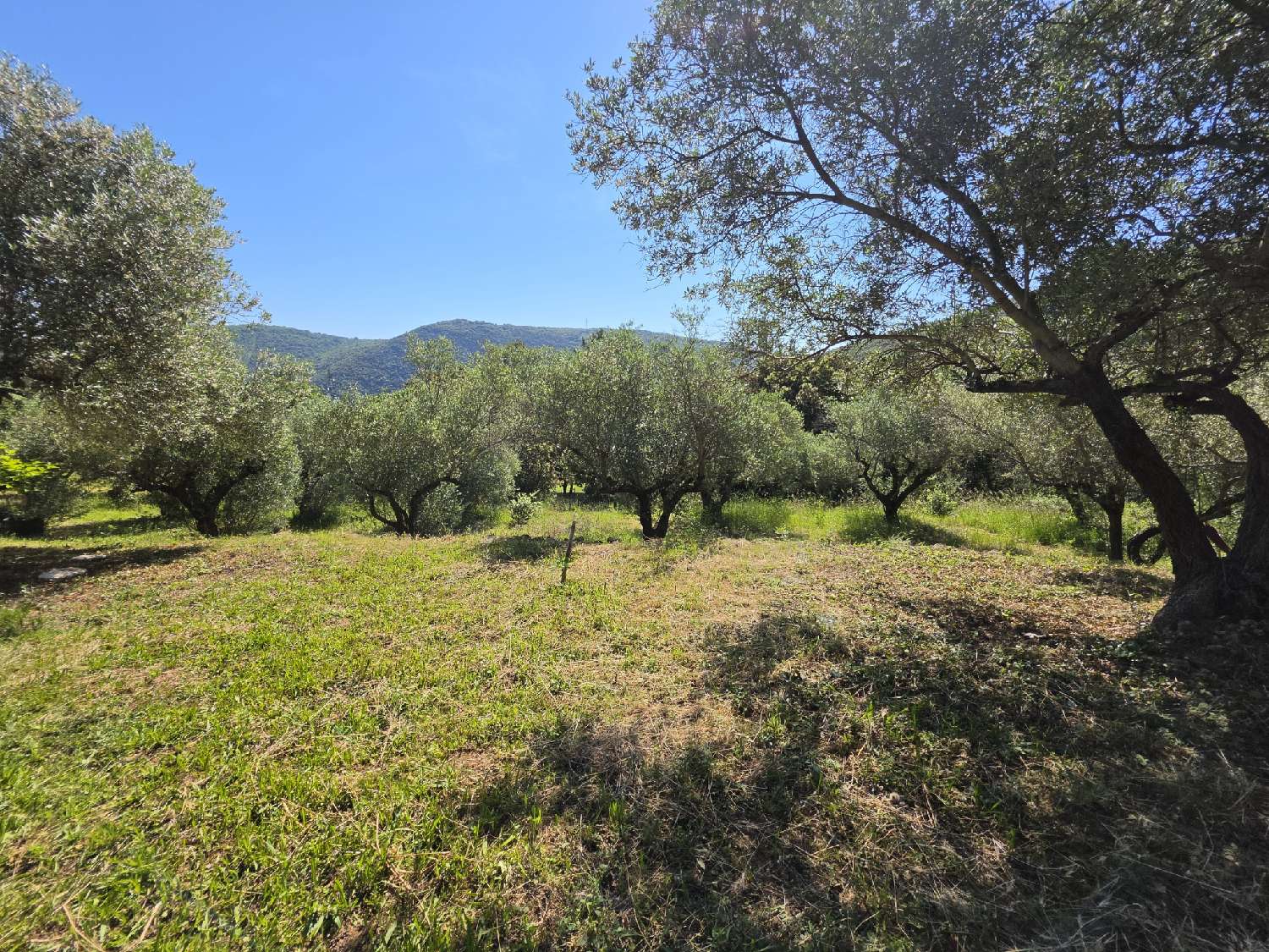 te koop villa Olmet-et-Villecun Hérault 5