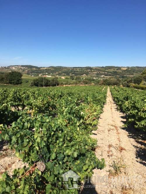 Courthézon Vaucluse viñedo foto 7327796