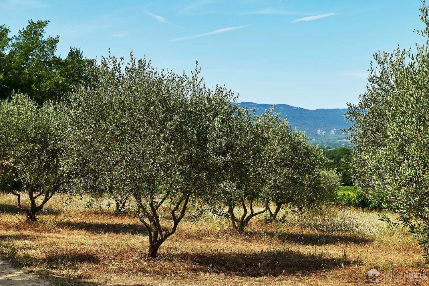  en venta viñedo Villelaure Vaucluse 1