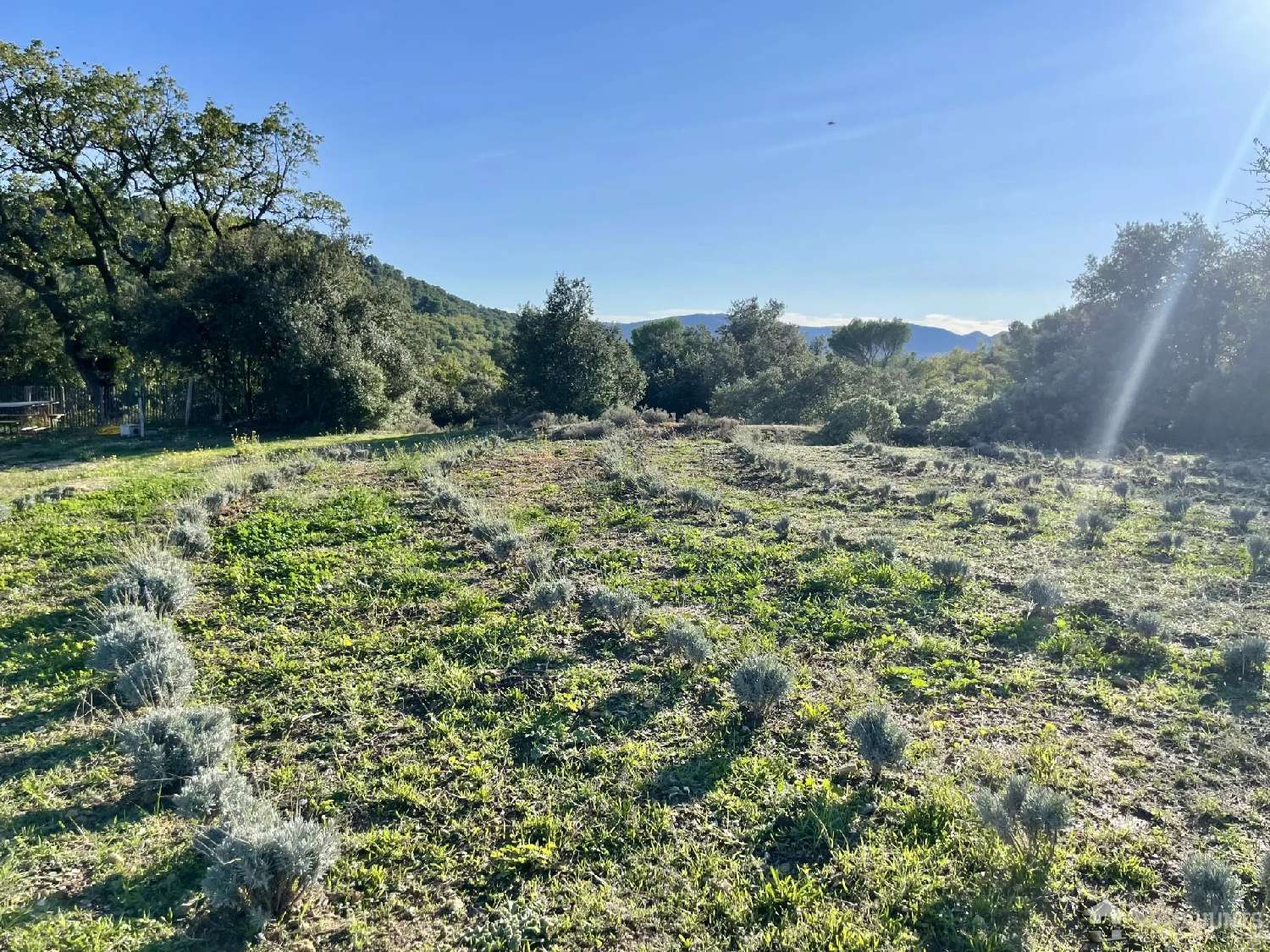  en venta viñedo Villelaure Vaucluse 5