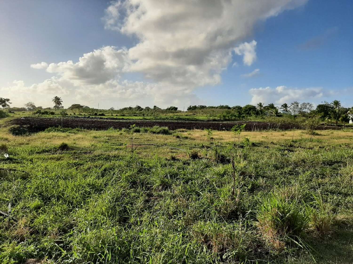kaufen Bauernhof Saint-François Guadeloupe 8