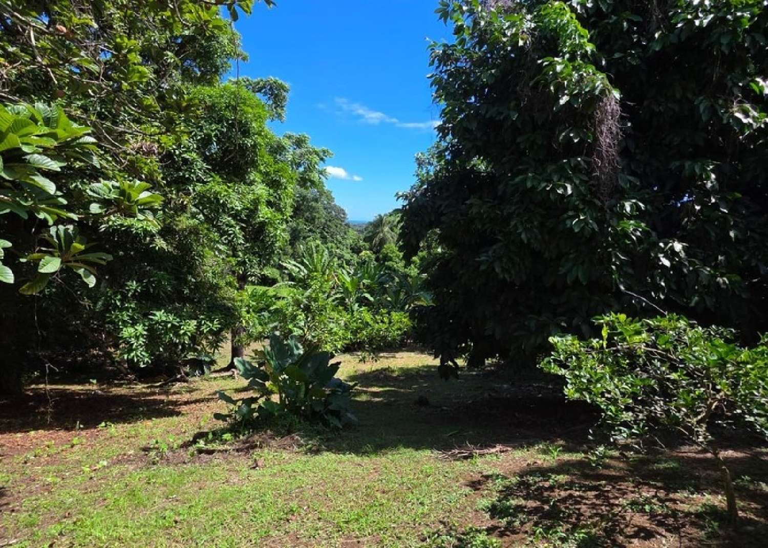  kaufen Haus Petit-Bourg Guadeloupe 4