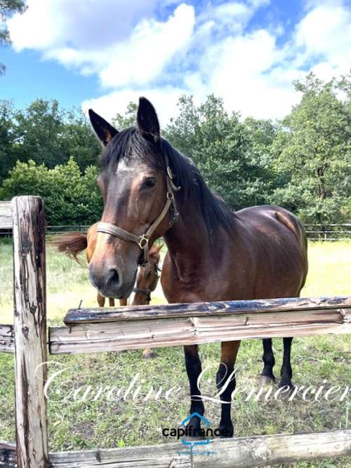 Connerré Sarthe Grundstück Bild 7361086