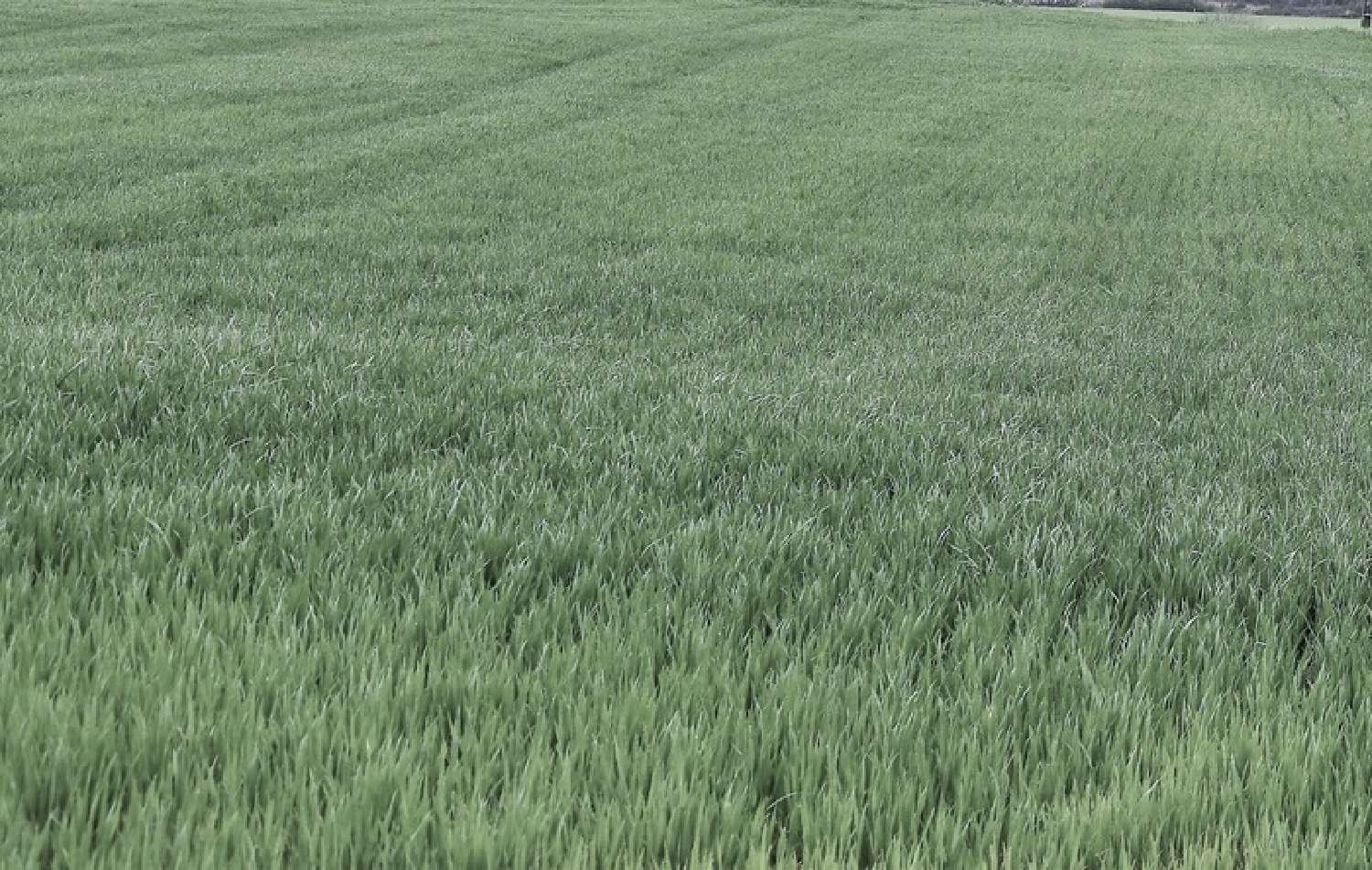  te koop terrein Ingrandes Vienne 1