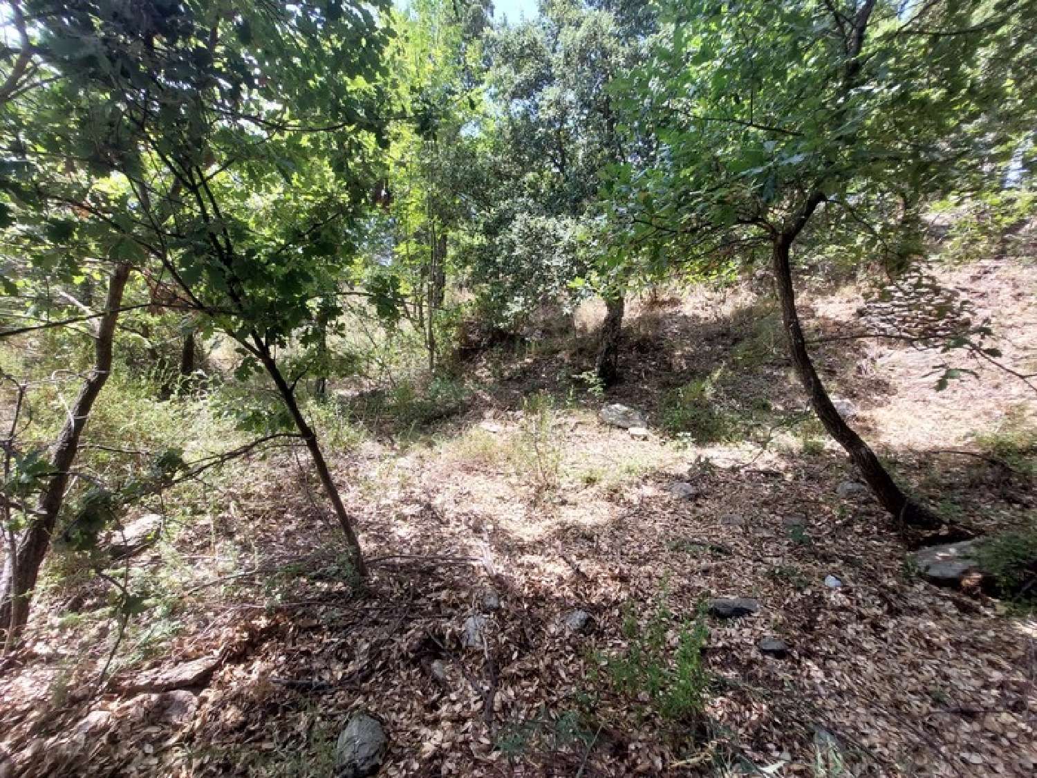 for sale terrain Riventosa Haute-Corse 3