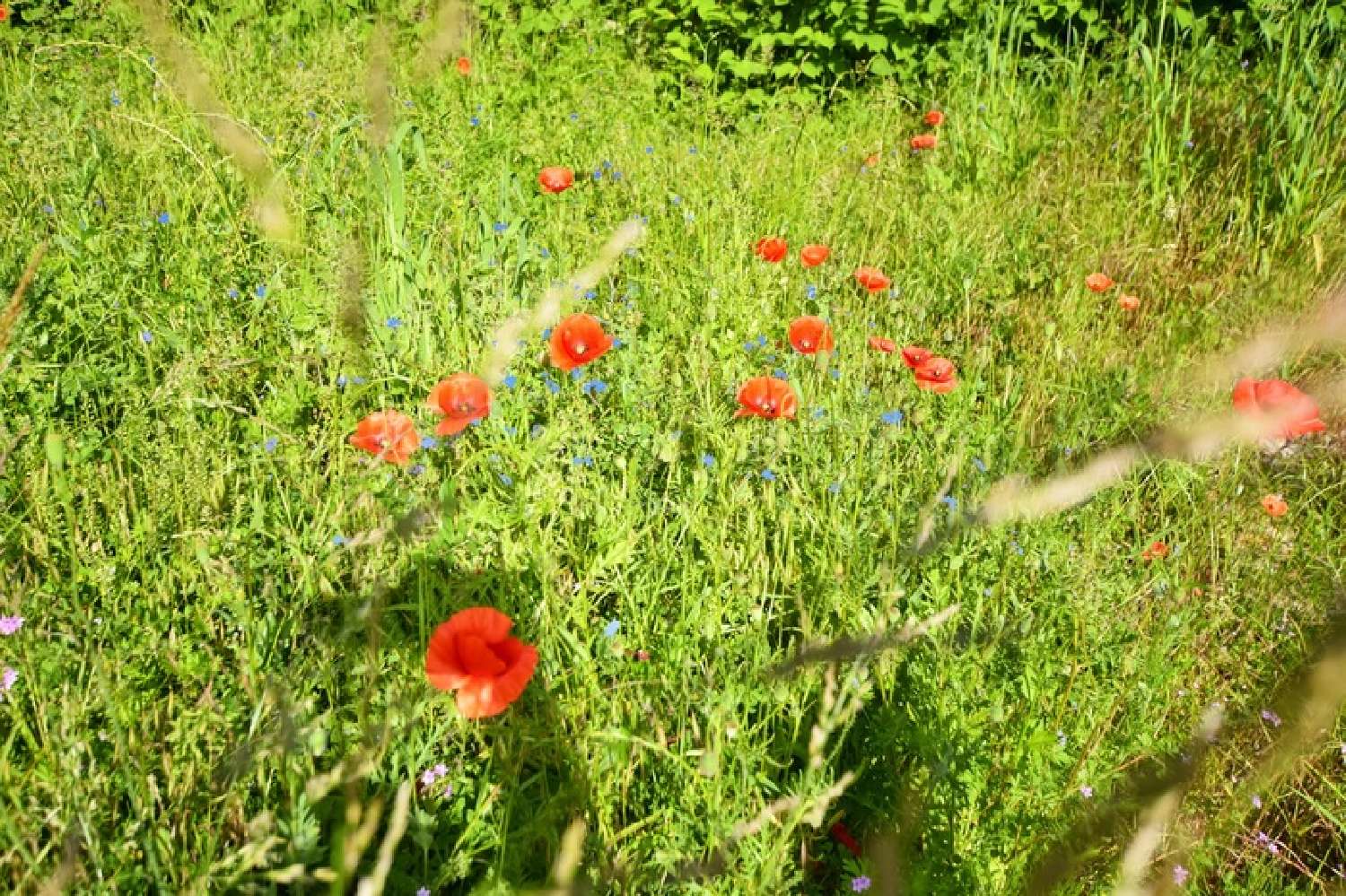 en venta terreno Vauchignon Côte-d'Or 6