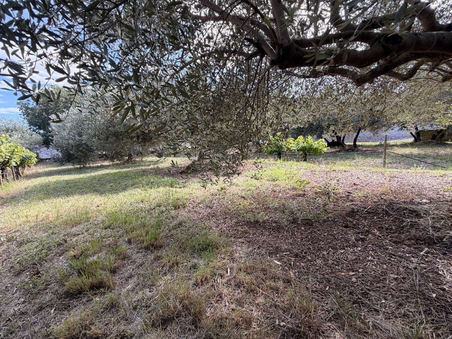 for sale terrain Vergèze Gard 5