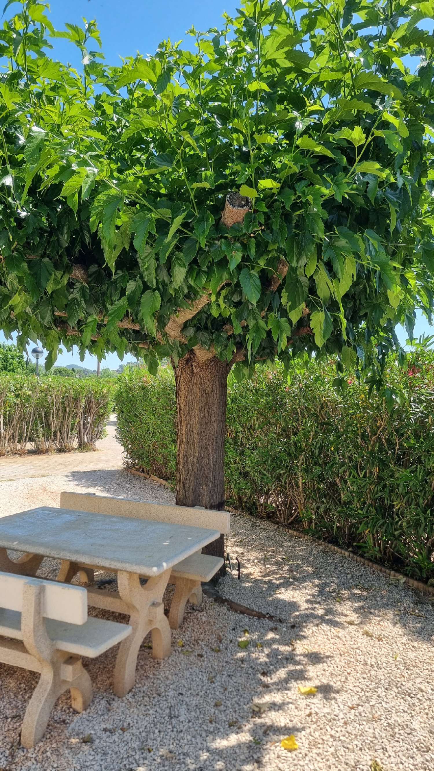  te koop villa Vidauban Var 3