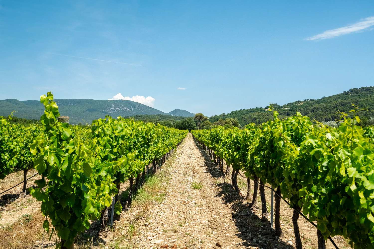 for sale vineyard Le Vibal Aveyron 5