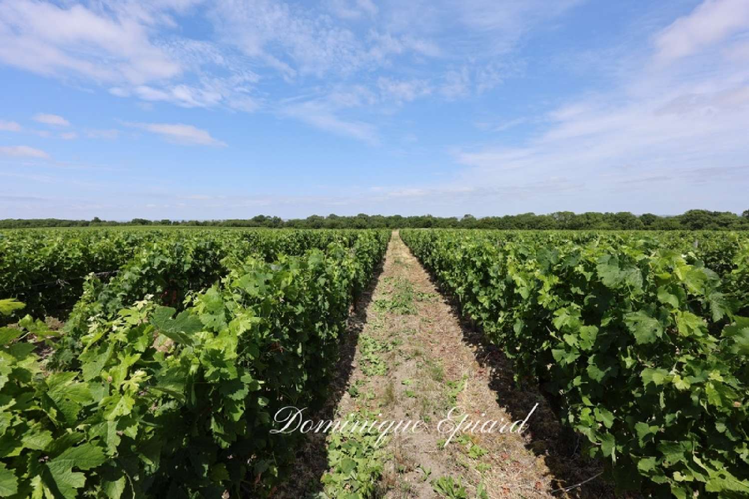 for sale estate Saint-Yzans-de-Médoc Gironde 5