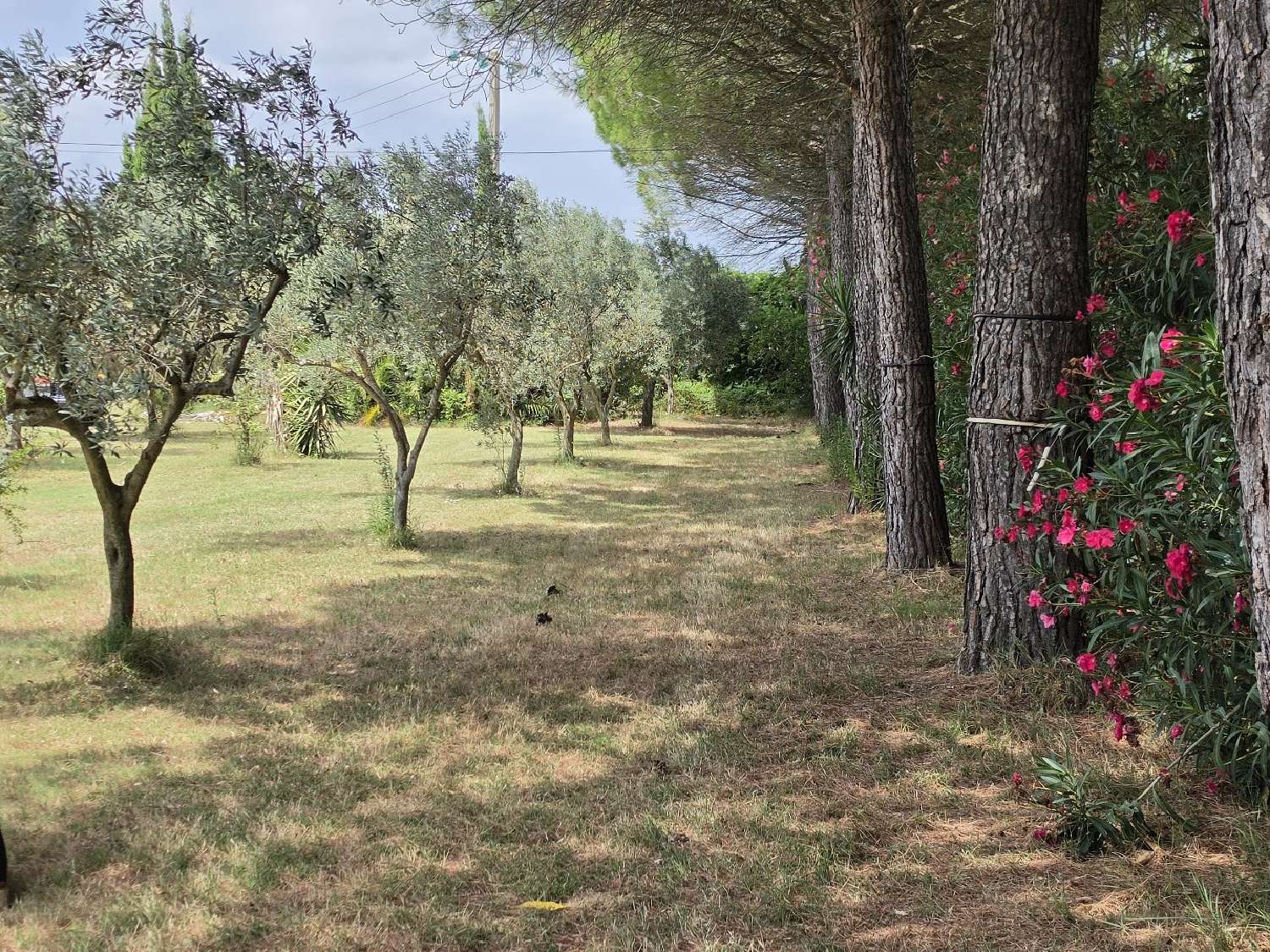  en venta finca rústica Vauvert Gard 2