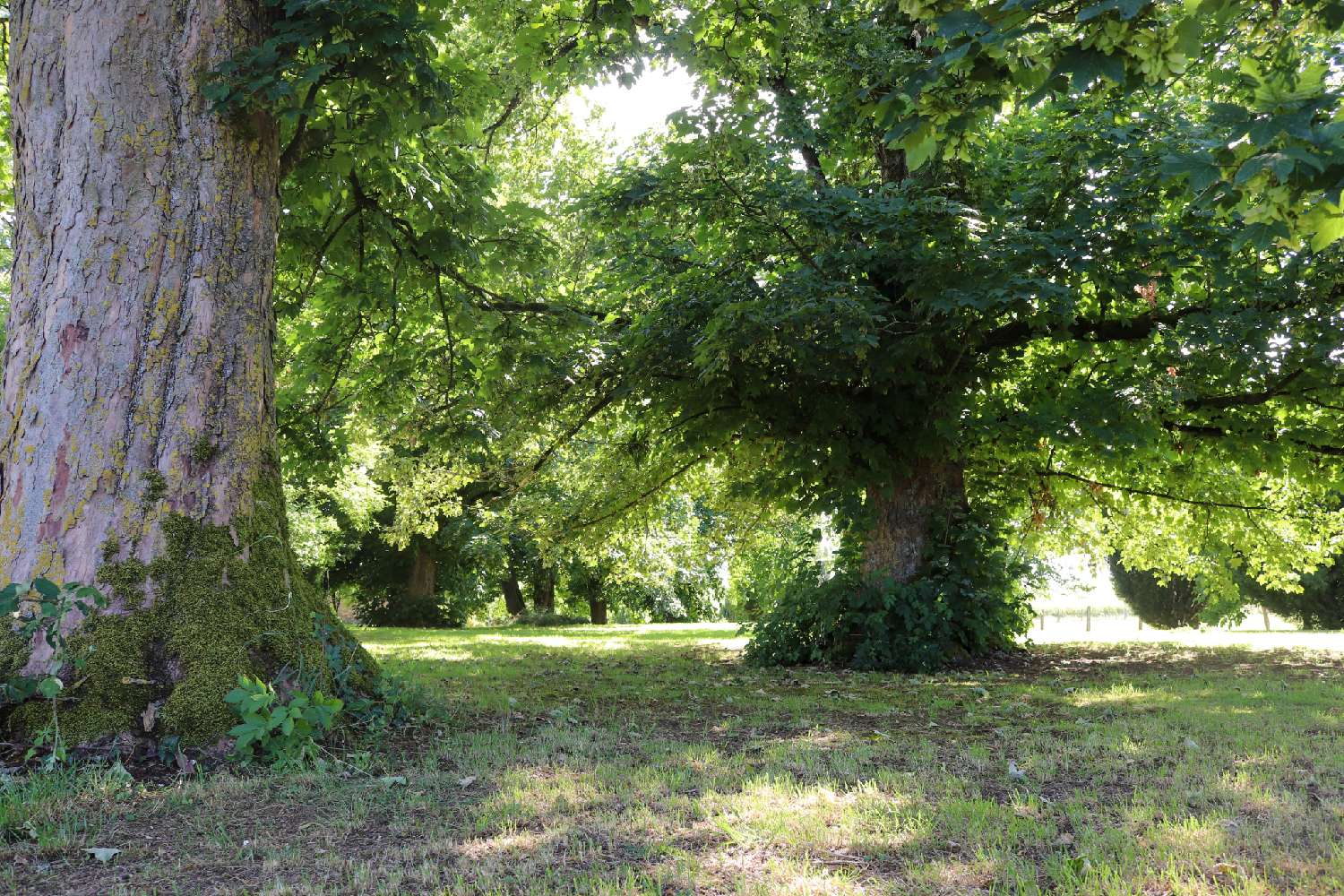  à vendre maison Chauffourt Haute-Marne 3