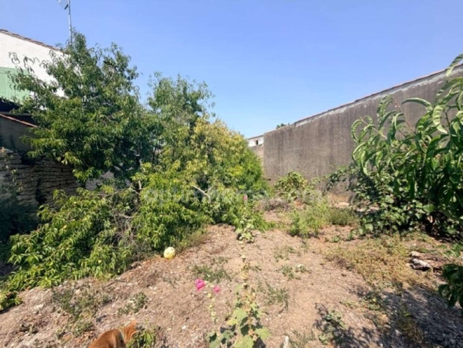 kaufen Haus Le Bois-Plage-en-Ré Charente-Maritime 4