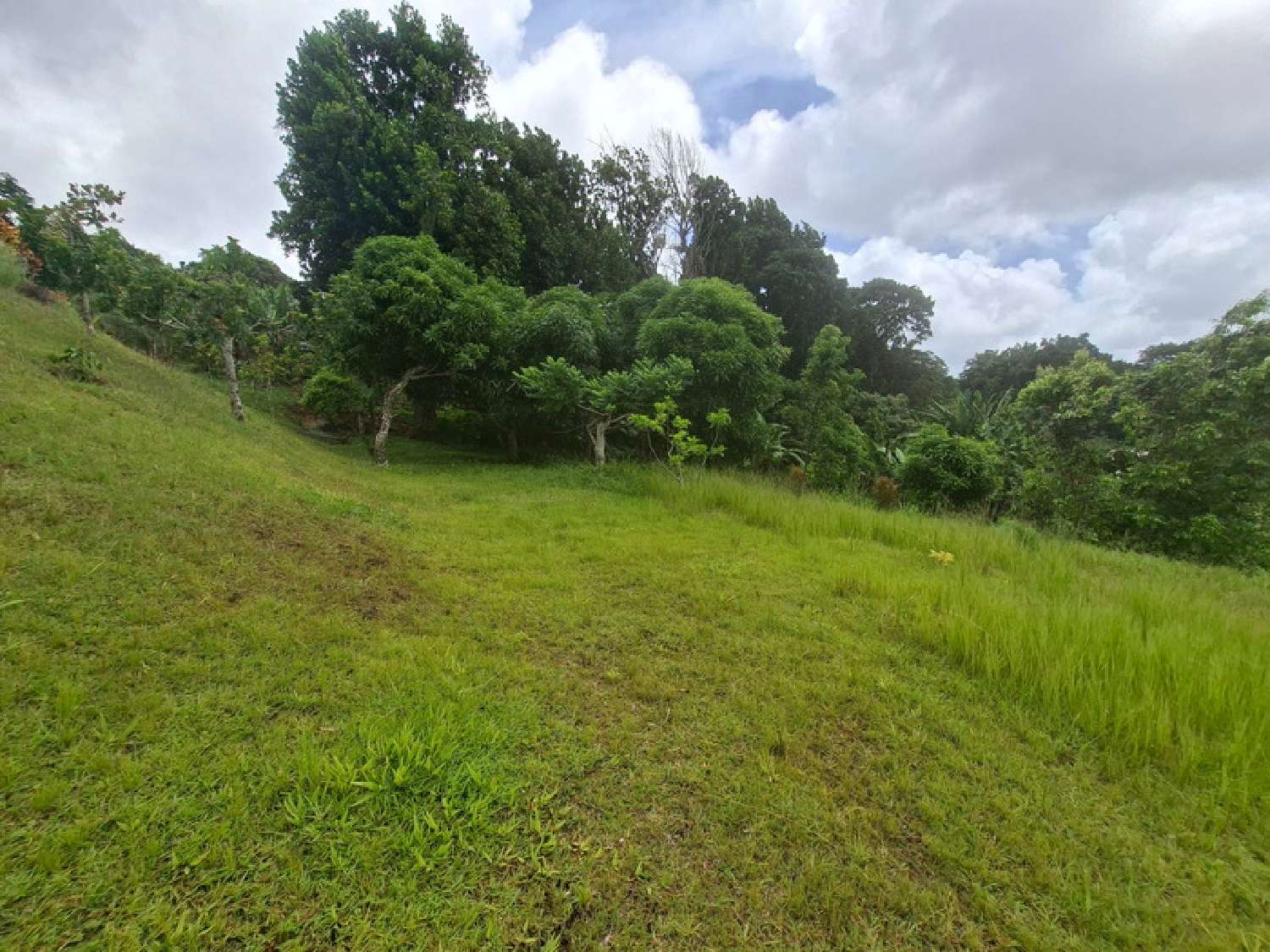 te koop terrein Gros-Morne Martinique 5