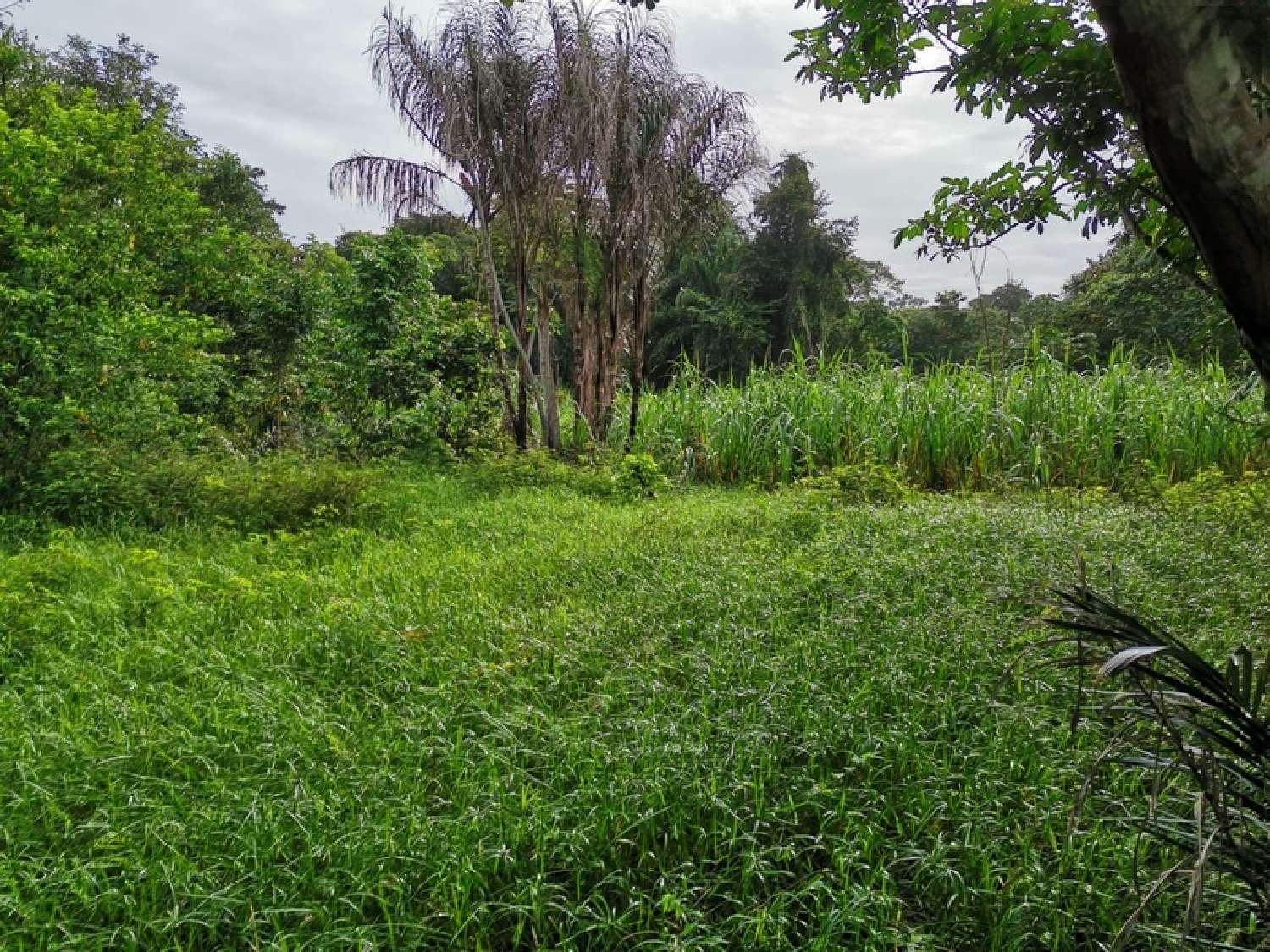te koop terrein Iracoubo Guyane 1