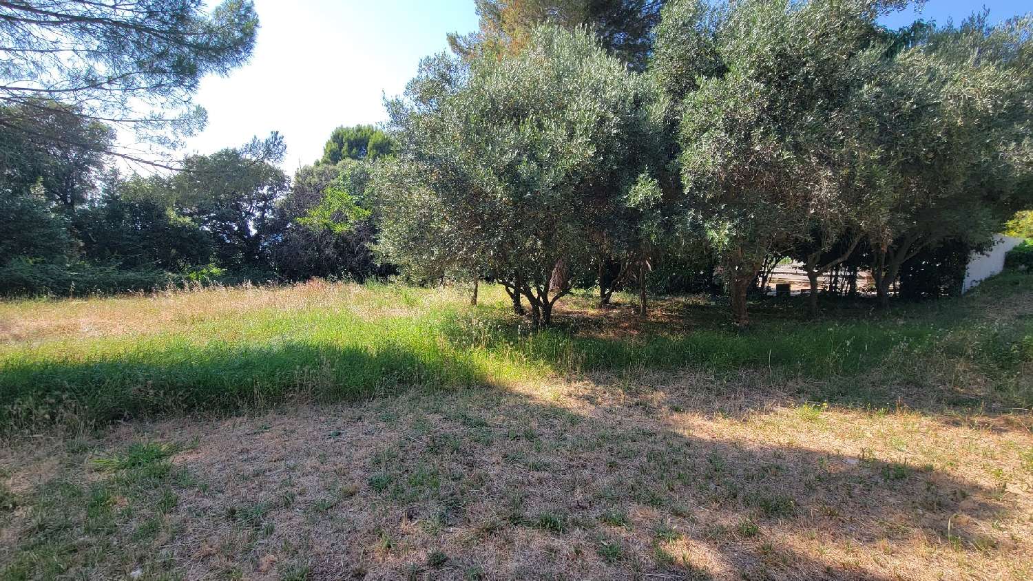  à vendre terrain Le Pouget Hérault 3