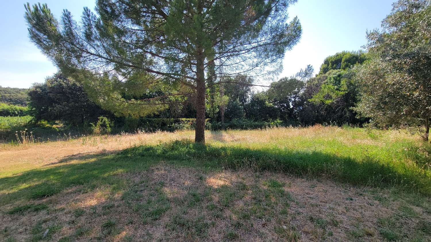  à vendre terrain Le Pouget Hérault 2