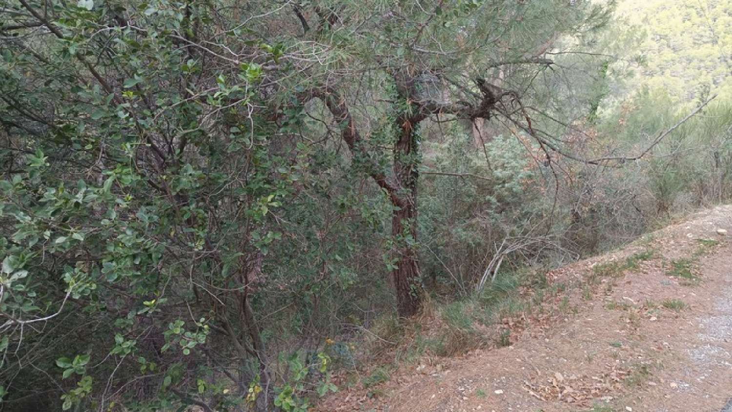 kaufen Grundstück Peille Alpes-Maritimes 4