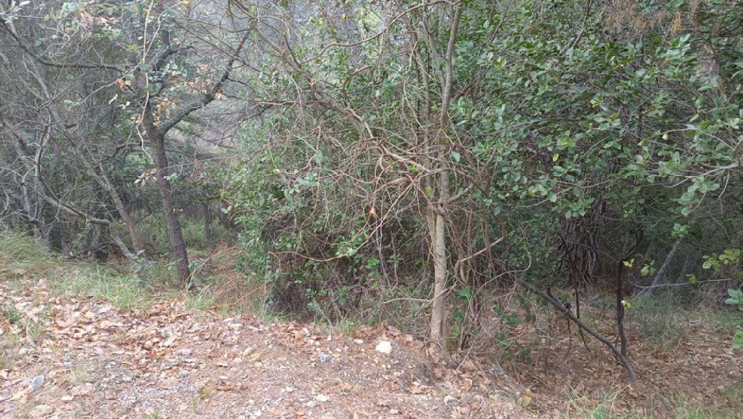 kaufen Grundstück Peille Alpes-Maritimes 5