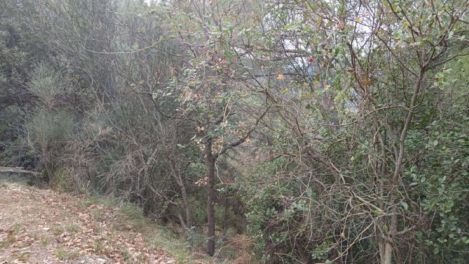 kaufen Grundstück Peille Alpes-Maritimes 7