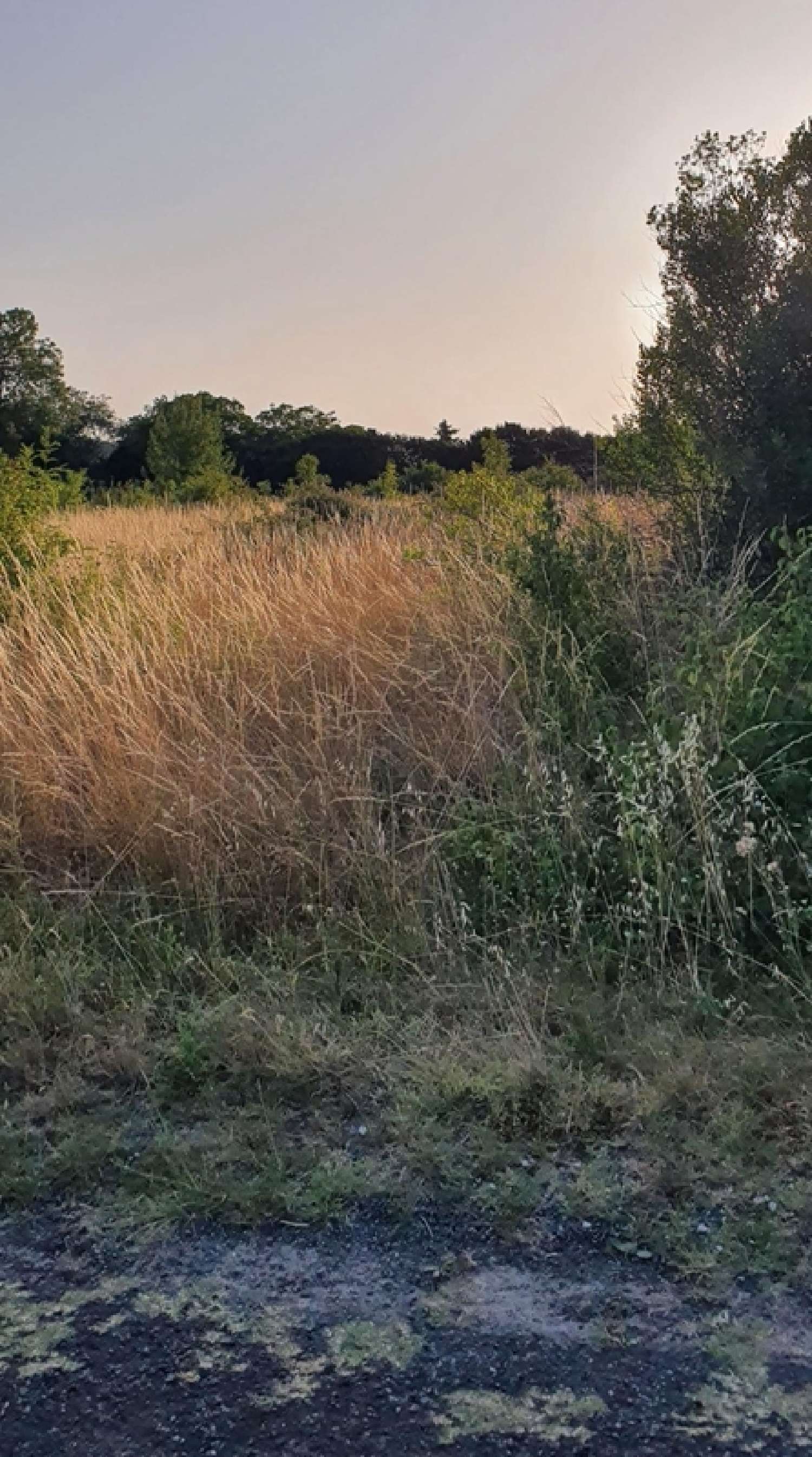 for sale terrain Saint-Ciers-du-Taillon Charente-Maritime 3