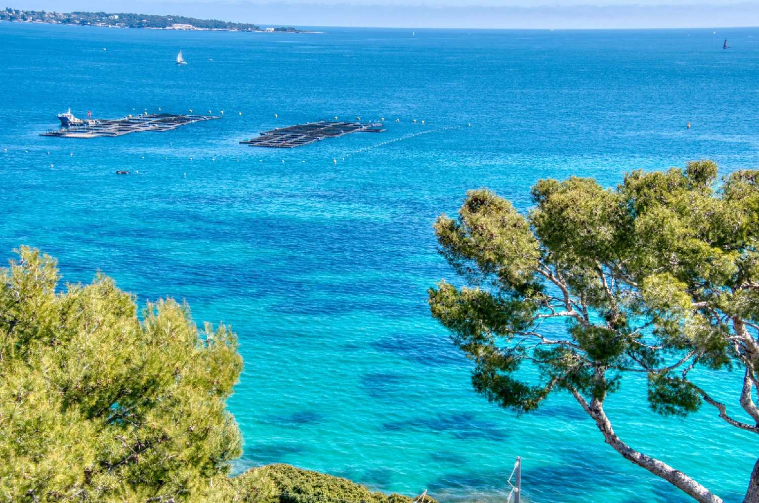 for sale apartment Cannes Alpes-Maritimes 1