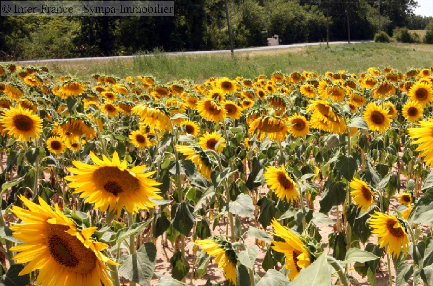  à vendre camping Montauban Tarn-et-Garonne 2