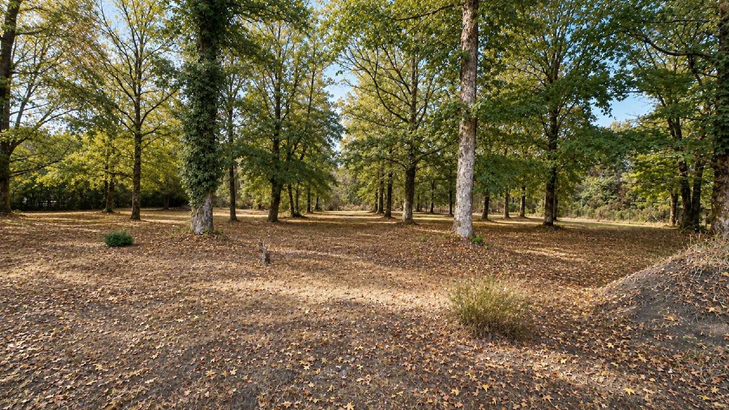 for sale estate Saint-Jean-d'Illac Gironde 7