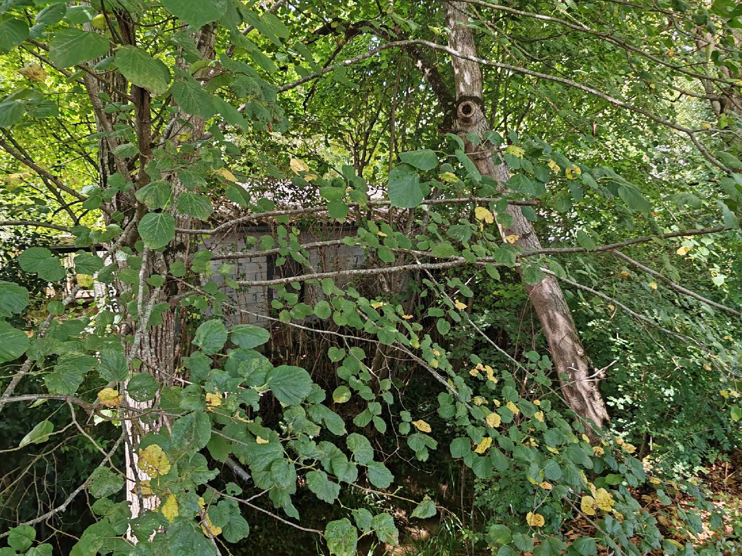  kaufen Haus Auriac-sur-Vendinelle Haute-Garonne 1