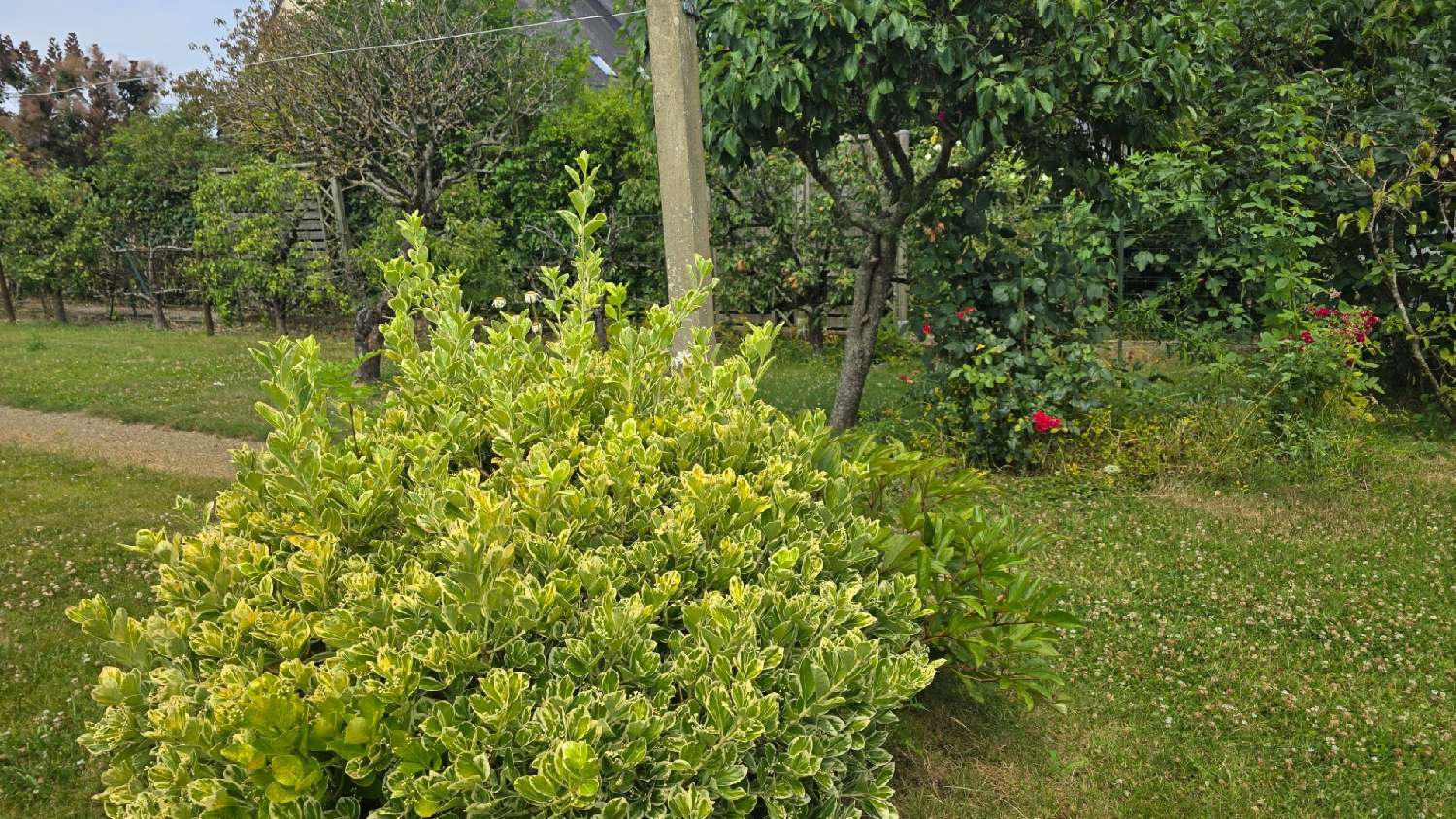 for sale house Cesson-Sévigné Ille-et-Vilaine 5