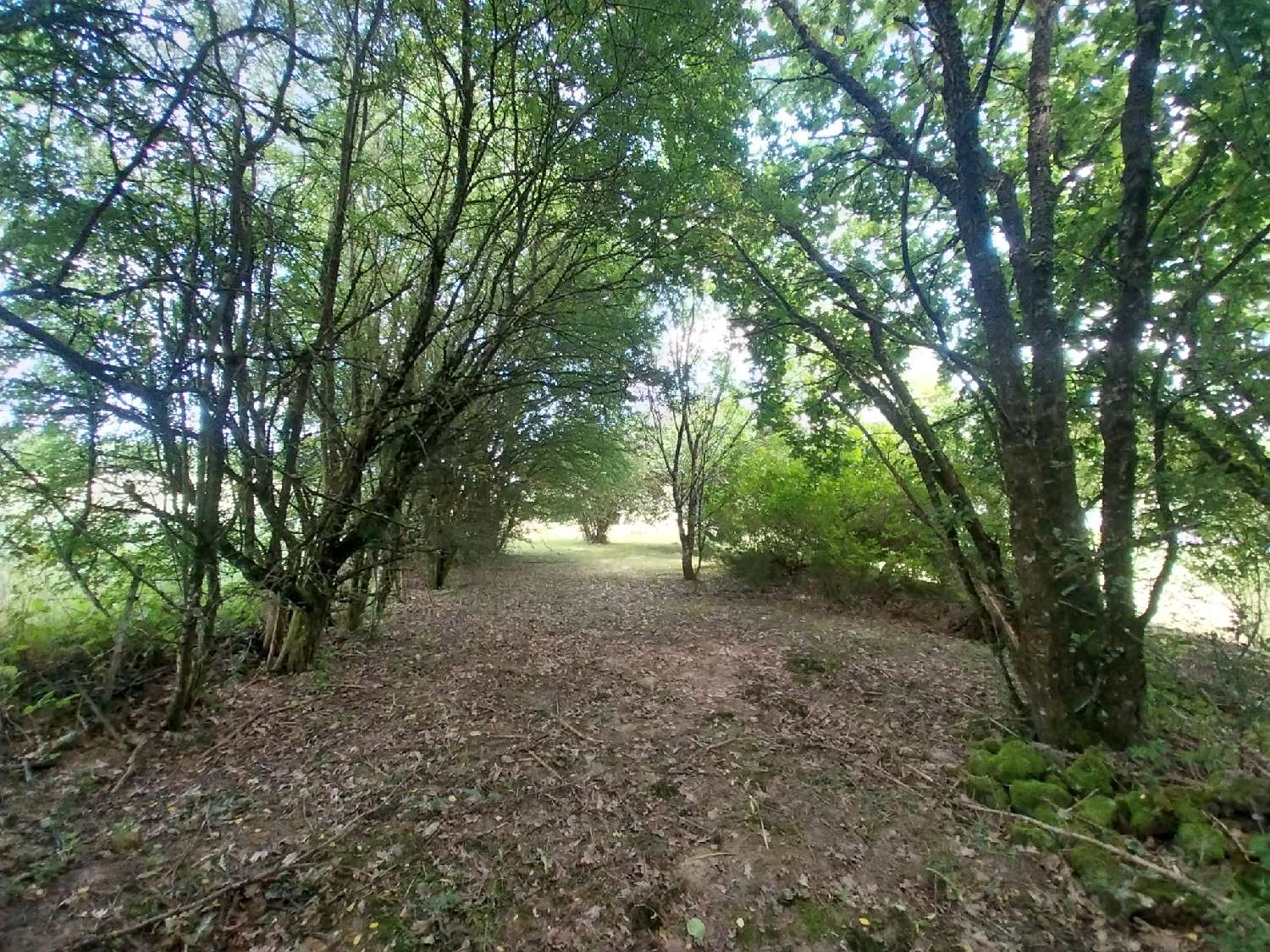 à vendre maison Chaumousey Vosges 4