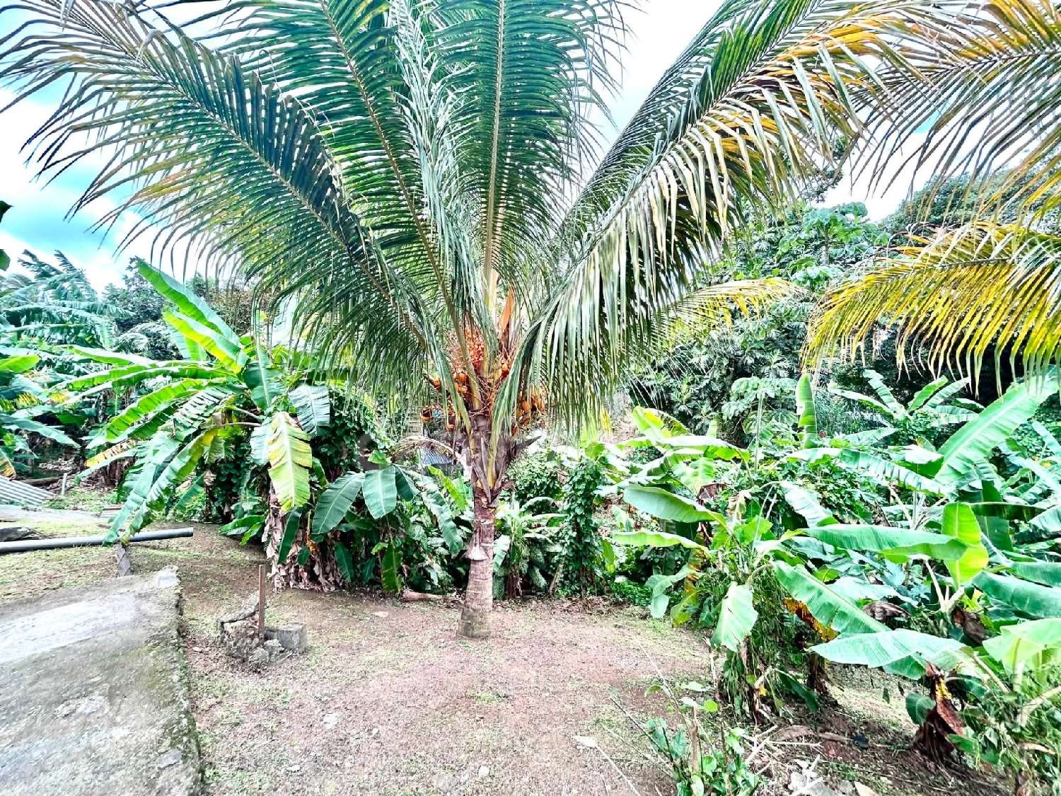  kaufen Haus Fort-de-France Martinique 6
