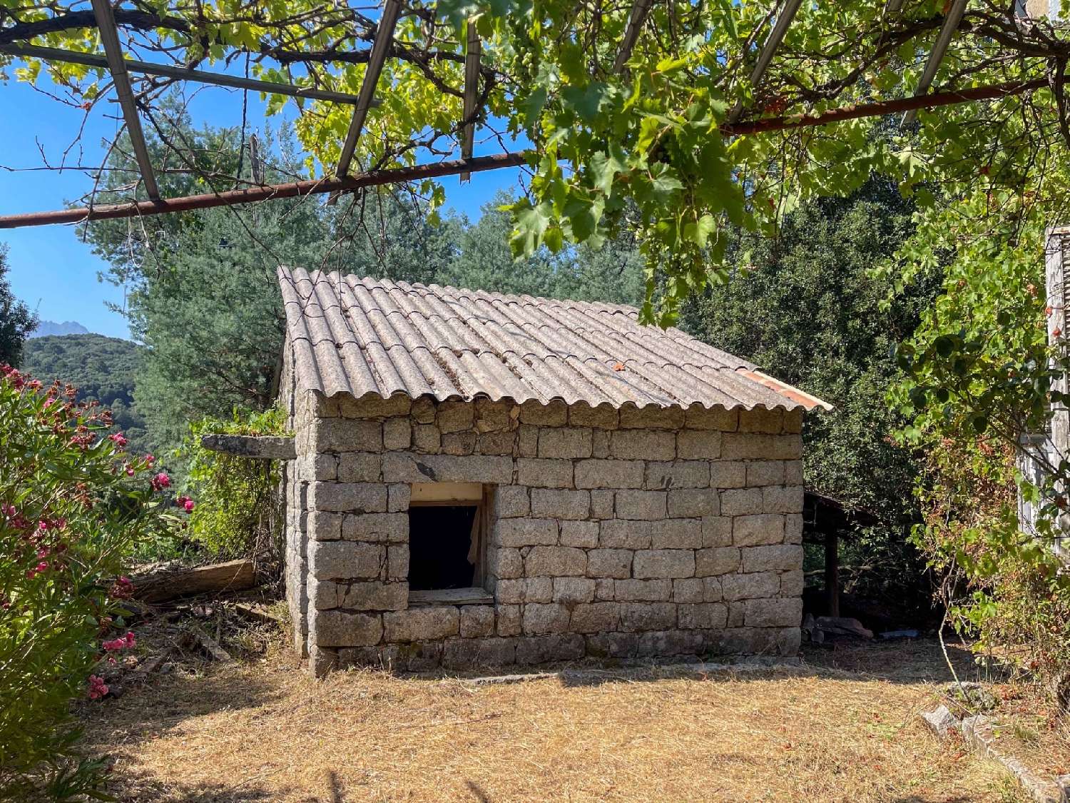 à vendre maison Levie Corse-du-Sud 3