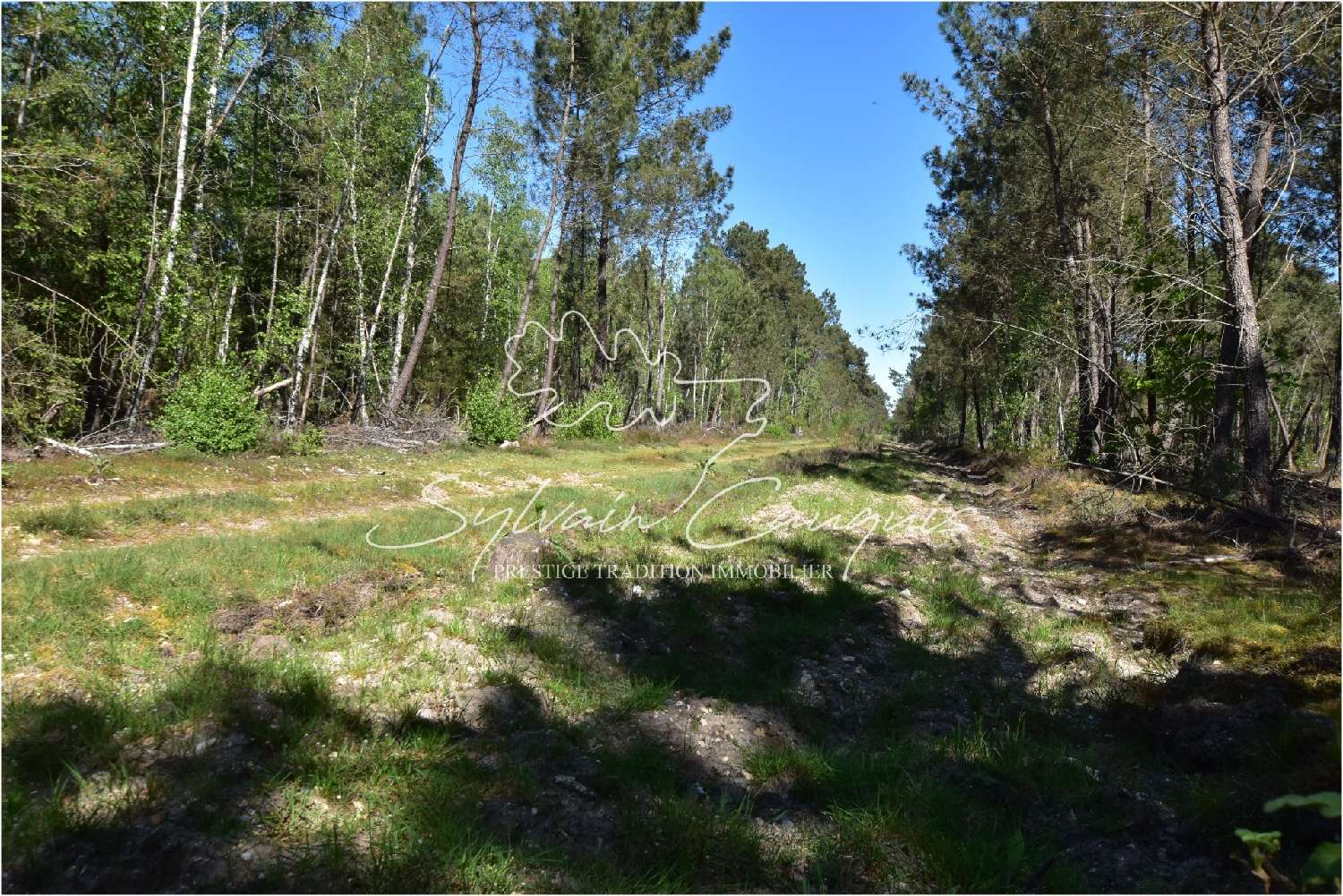  for sale terrain Brinon-sur-Sauldre Cher 3