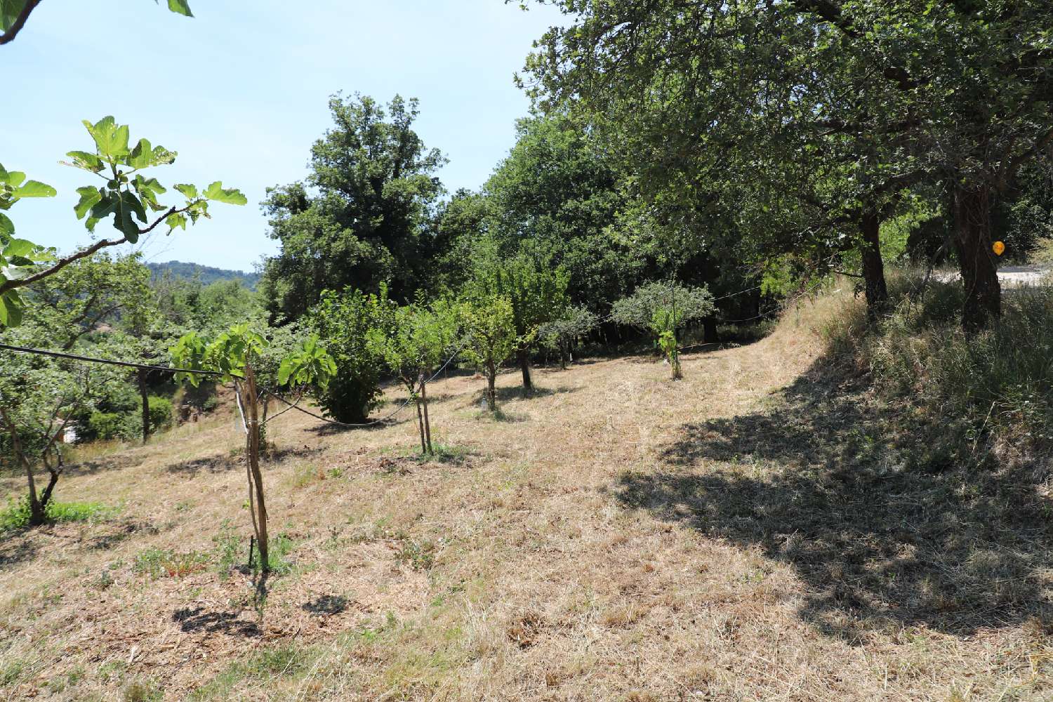 for sale terrain Collobrières Var 3