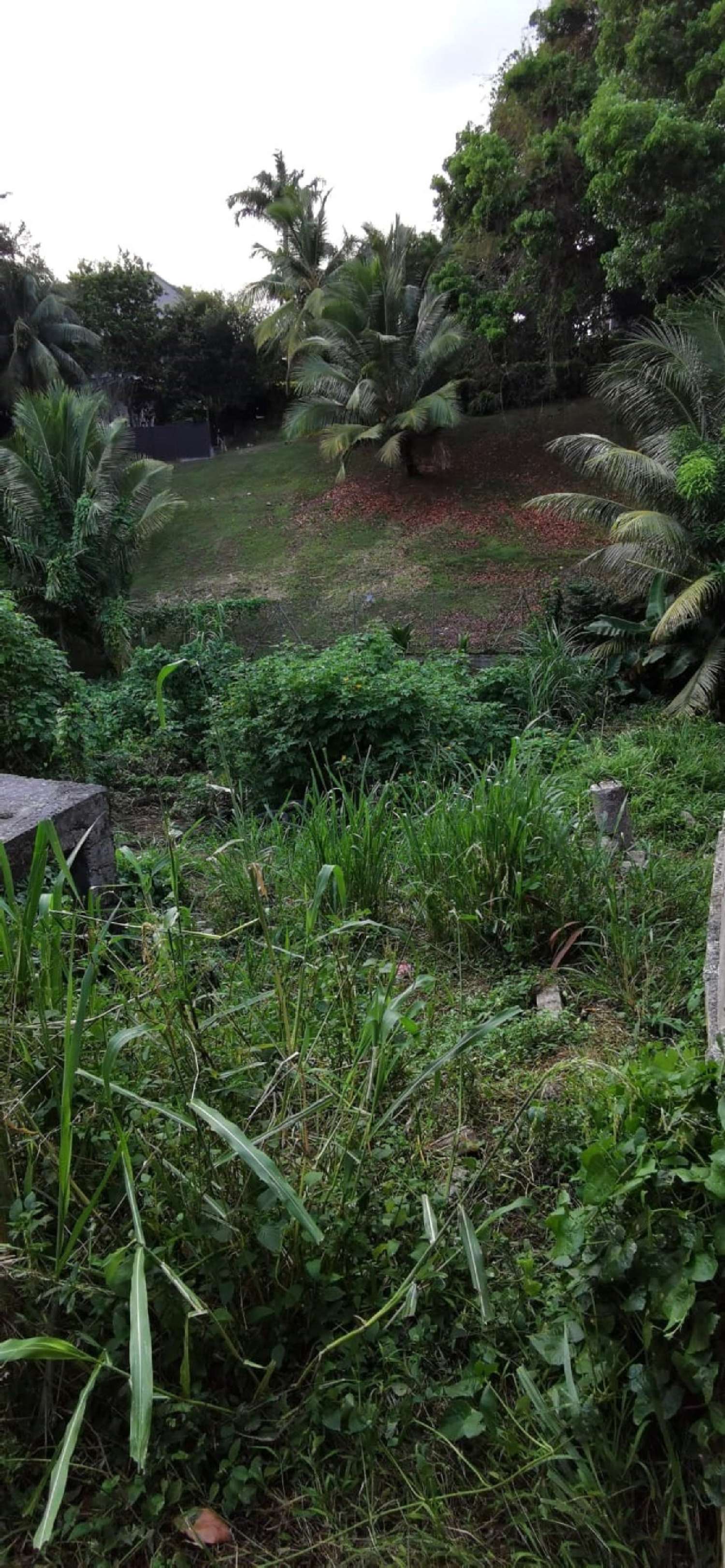 kaufen Grundstück Fort-de-France Martinique 8